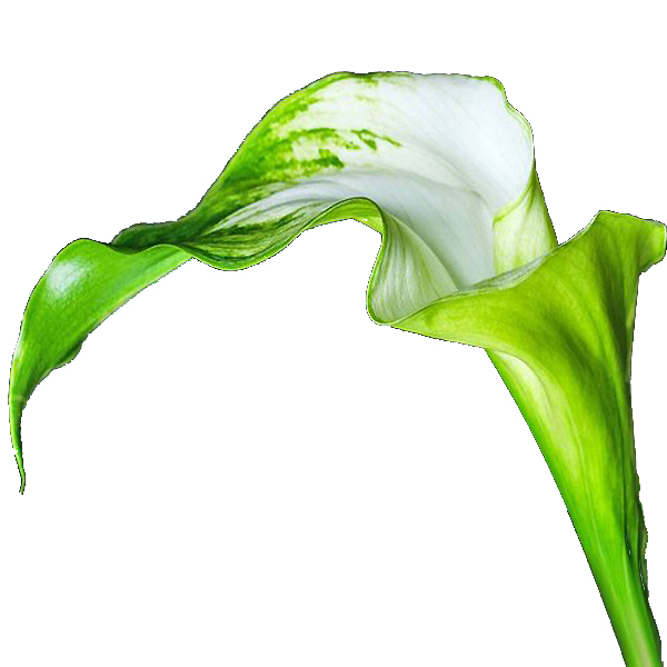 Calla - Green